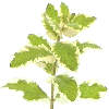  Buy high quality natural products that
 we make from fresh herbs and spices. 
